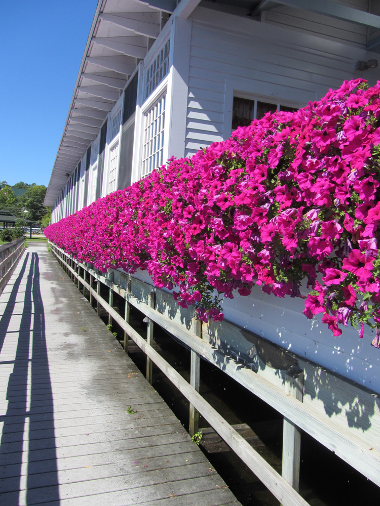 hotel-flower-boxes