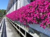 hotel-flower-boxes